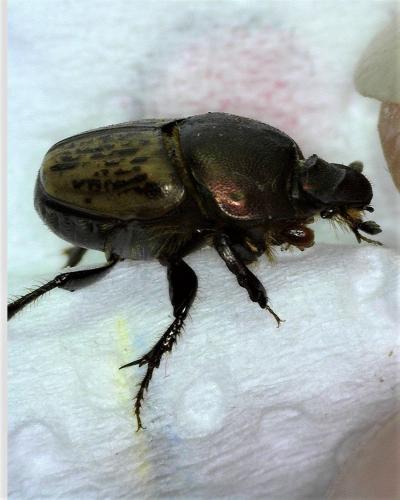 Réf. 284 147 : Onthophagus medius